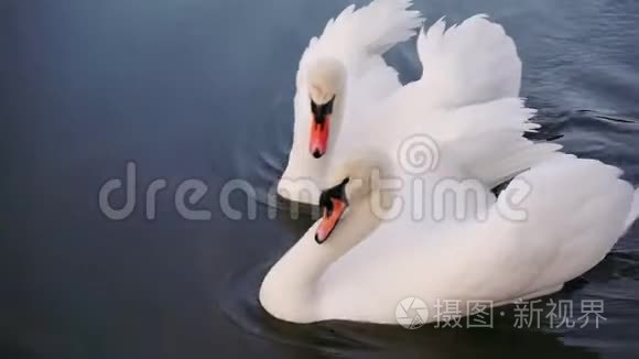 两只浪漫的白天鹅在湖上游泳视频