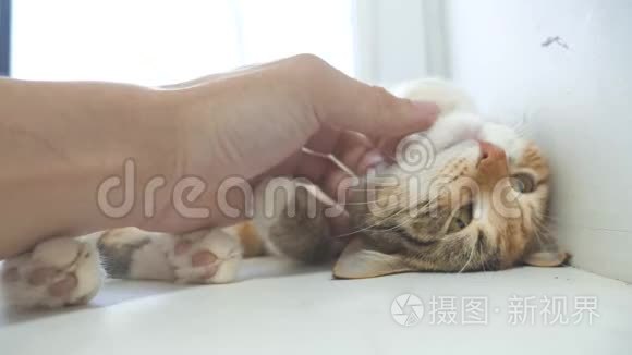 有趣的视频猫。 猫试图从躺在桌子上的窗台上掉下来。 慢动作视频。 三色猫宠物