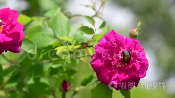 公鸡爬着一朵红艳艳的牡丹花