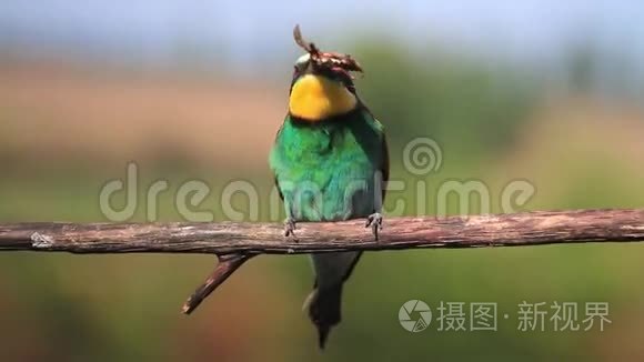 吃蜜蜂的杂耍甲虫视频