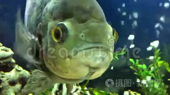 水族馆里的大鱼在看