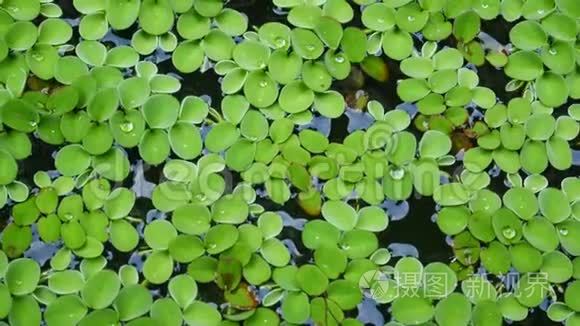 绿色水生植物自然背景.