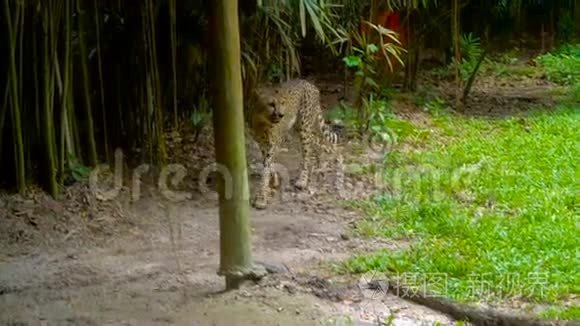 猎豹在动物园里散步视频