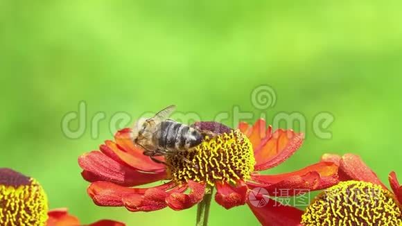 蜜蜂在绿色的背面从一朵红花中采集花蜜. 充满活力的特写镜头.短视频