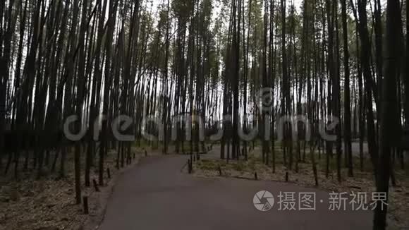 走在日本京都的青山竹林里视频