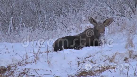 在雪地里把麋鹿放大视频