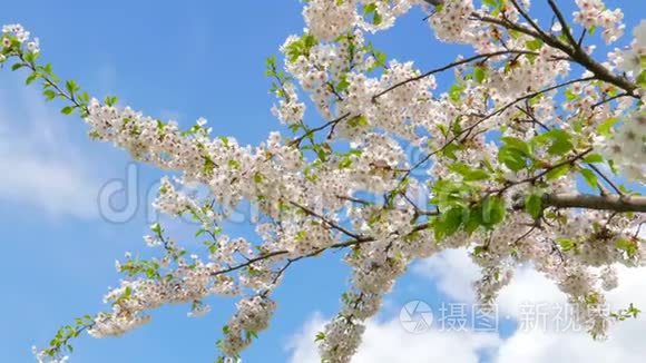 花园里的樱花树视频