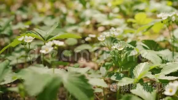 森林里的小草莓花视频