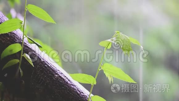 生命之树概念小树从一棵大树上长大。 在雨和阳光下