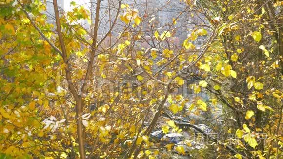 秋天从树上落下的黄叶视频