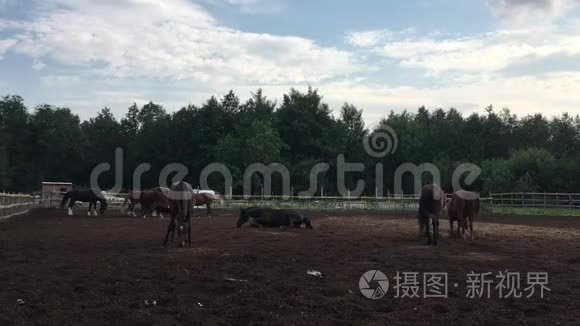 优雅的马在有栅栏的田野上散步视频
