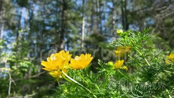 阿多尼斯·阿多尼斯·春花的黄花。