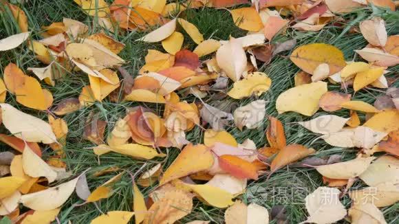 公园绿草上秋黄的落叶视频