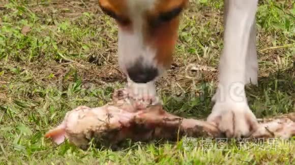 小宠物狗吃大苹果生骨视频
