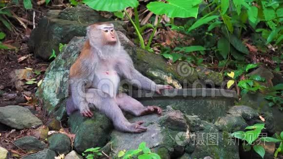 野猴子坐在热带丛林树荫下视频