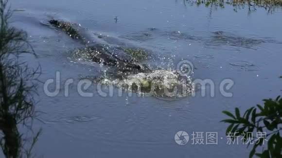 鳄鱼的下巴溅起水花视频