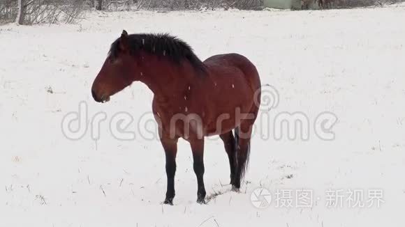 在暴风雪中骑马视频