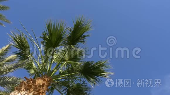 日期棕榈树在晴朗的天空背景。 绿色棕榈叶在风中摇曳