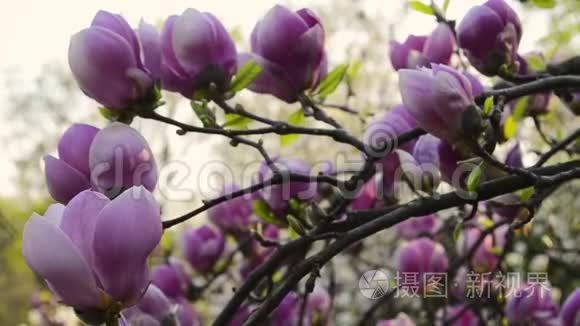 木兰花在花园里的树枝上开花。 美丽的玉兰粉花枝对蓝天..