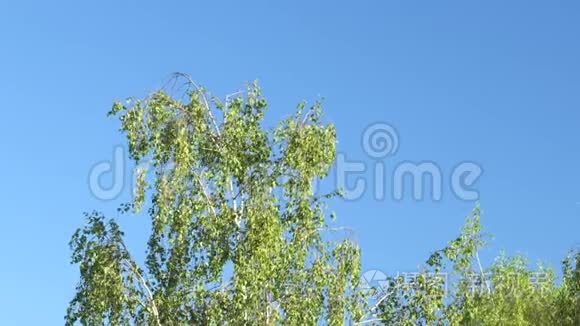 春天的青桦树在蓝天的映衬下视频