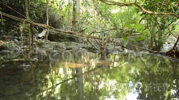 森林河流静水景观视频