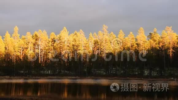 秋日的日出描绘了松树的顶端视频