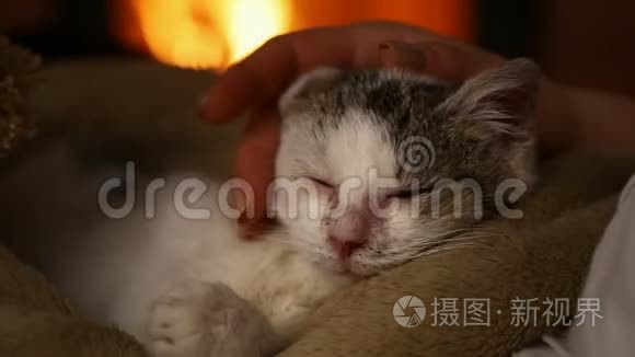 可爱的救援小猫喜欢在新主人的膝盖上抚摸