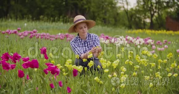 女农民实地考察粉红郁金香花视频