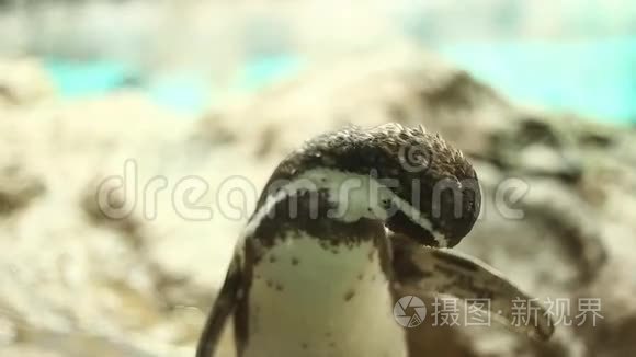 动物园里的企鹅视频