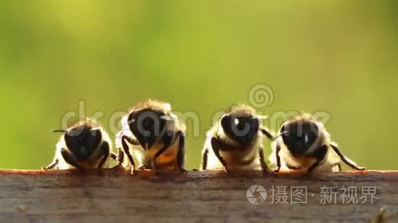 蜜蜂给你的家降温视频