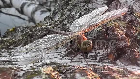 泛光灯与水下摄像机结合视频