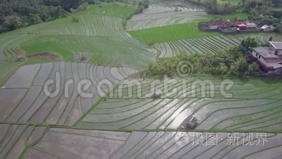 俯瞰丛林中央的绿色稻田，美丽的稻田景色