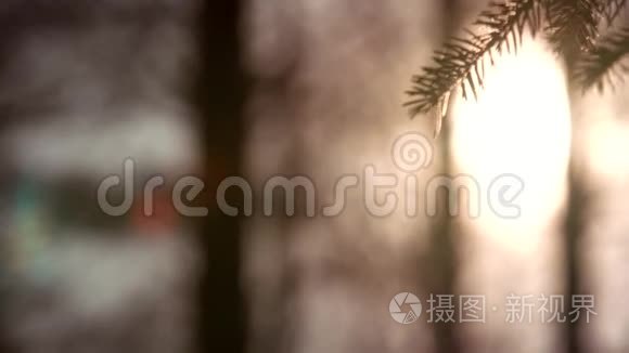 日落全景的神奇森林场景与发挥太阳通过松枝。 电影自然背景