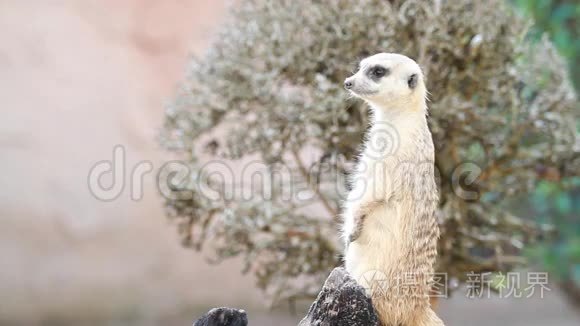 狐蒙，蒙哥（meerkat的复数形式）