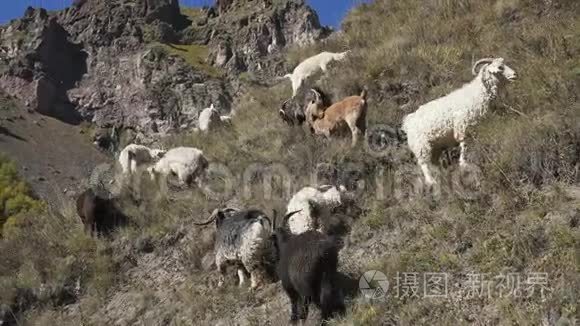 成群的山羊和绵羊在山上凝视视频