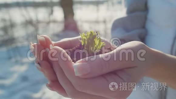 一个女人在冬天的背景下，用她的双手拿着一个生命的生物芽，用地面种植。