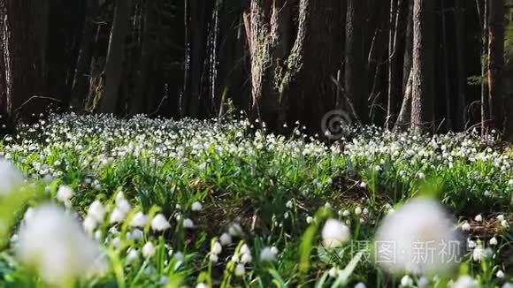 关注森林中的春天雪花视频