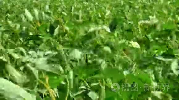 阳光下有新鲜绿色大豆的大豆田视频