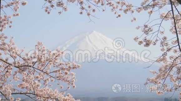 藤山观樱花