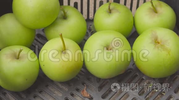 特写细节板条箱与绿色苹果在花园。 夏季果园收获。 水果种植者的双手