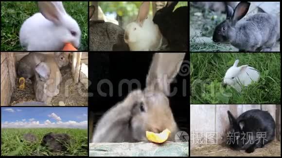 许多兔子在农场里繁殖兔子视频