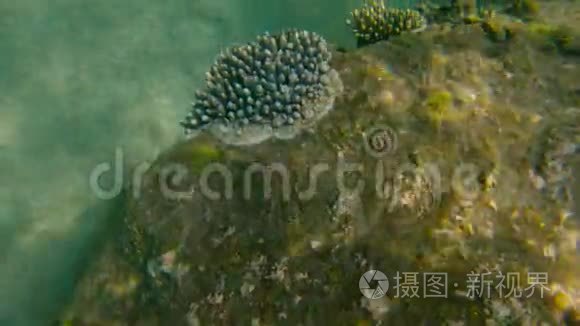 热带海洋岩石上珊瑚丛的慢镜头视频