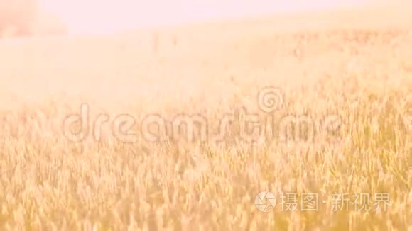 作物收获黄田小麦黑麦移动风视频
