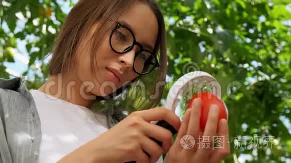 女农民对园林有机西红柿植株进行质量检测。 番茄收获