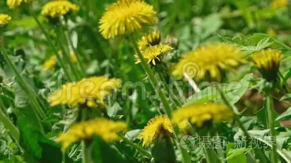 蒲公英、蒲公英、青黛的黄花在茂盛的草地上随风摇动
