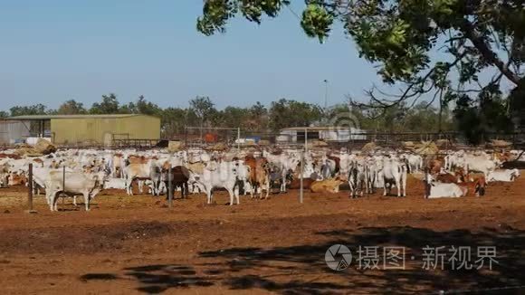 澳大利亚婆罗门肉牛在牛场饲养视频