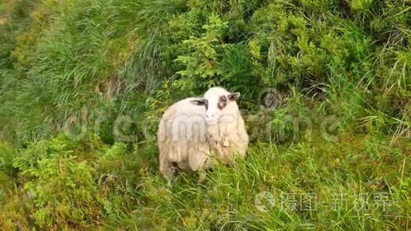 羊在新西兰南岛的农田上行走视频