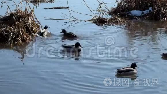 野鸭群在水下俯冲视频