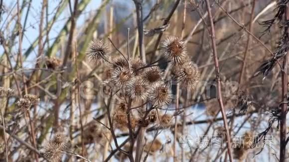 吹动大牛蒡干刺的风视频