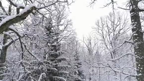 空中飞行-在雪林里飞行。 Dran飞到高高的松树上